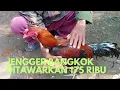 Download Lagu Banyak pilihan anakan bangkok dan jago bangkok saat hari pasaran di pasar hewan Purbalingga