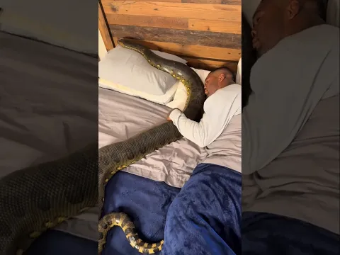 Snake on bed 😂 #snake
