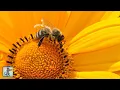 Download Lagu 🐝 Beautiful Bumblebees ~ AMAZING NATURE SCENERY on Planet Earth \u0026 The Best Relax Music (1080p HD)