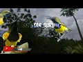 Download Lagu Suara pikat burung sogok ontong ampuh anti zonk