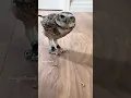 Download Lagu I’m a woman’s man, no time to talk 🦉 #classic #owl #birds #burrowingowl #cute #funny #shorts