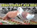Download Lagu REVIEW DAN TES TERBANG MERPATINYA MANG SILUN, BIASANE DOL MURAH !!!