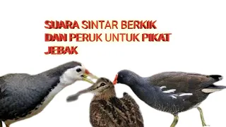 Download Suara burung mandar berkik dan ruak full mp3 MP3