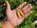 What s That Pepper Ep109 - Crispy White Thai AKA Eagle Claw White Thai