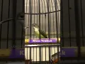 Download Lagu Pijantung Pisang Konslet Rasa Tengkek Buto, Masteran Burung Juara Dengan Suara Jernih | Kicau Tembak