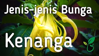 Download Jenis-jenis Bunga Kenanga Harum yang Saya Kenal MP3