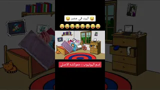 البرد في مصر حموكشه 