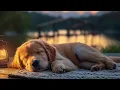 Download Lagu 12 HOURS of Calming Dog Music For Dogs🎵🐶Anti Separation Anxiety🐶💖stress relief music🎵Healing Music
