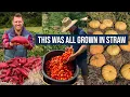 How to grow veggies in straw Part 1 Conditioning your bales