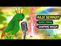 Download Lagu Masteran Serindit Gacor Jernih Paling Ampuh