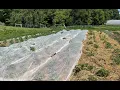Non-chemical methods for managing Colorado Potato Beetle