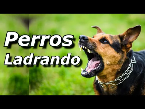 Download MP3 Perros Ladrando Muy Fuerte para molestar a tu perro o gato HD  6