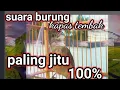 Download Lagu suara pikat kapas tembak super ampuh paling dicari pemikat burung