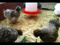Blue silkies cuckoo red pyle cockerel
