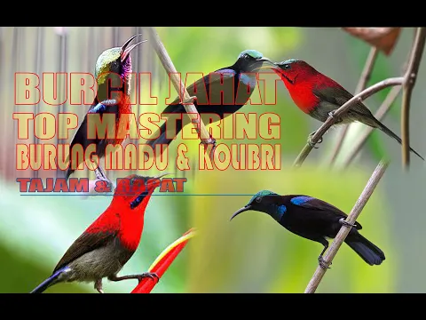 Download MP3 MASTERAN BURUNG KECIL | KONIN, SEPAH RAJA, BLACK SUN BIRD | KONIN GACOR