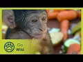 Download Lagu Animal Tools - Animals Like Us 6/11 - Go Wild