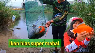 mancing ikan mas di sungai taiwan dapat ikan hias super mahal