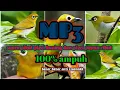 Download Lagu suara pikat MP3 pleci kuning dan pleci papua ribut 100 % ampuh