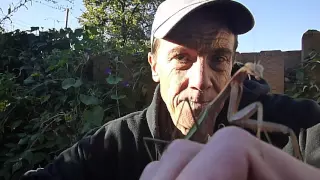 Do Praying Mantis Bite