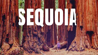 Download The ULTIMATE Sequoia National Park Travel Guide MP3