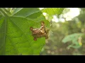 Wuliang Mountains Series Episode 8 Golden tortoise beetle