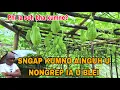 Download Lagu Aiki soh nyngkong na u mar rep jongphi sha U Blei,sa n̈iew iaki jingkyrkhu jongu te phin sa lyngngoh