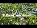 Download Lagu U Dieng Soh Dumbur