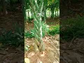 Download Lagu Technique for Braiding Money Trees #farmingtech @HappyFarm85
