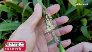 how to prepare rose stems to get more roots efficiently 