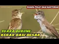Download Lagu SUARA BURUNG KERAK BASI BESAR ||SUARA PIKAT DAN MASTERAN