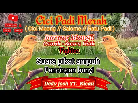 Download MP3 CICI PADI MERAH // SiCantik Mungil - Suara Pikat dan Pancingan Bunyi cici Padi Merah Suara Unik khas