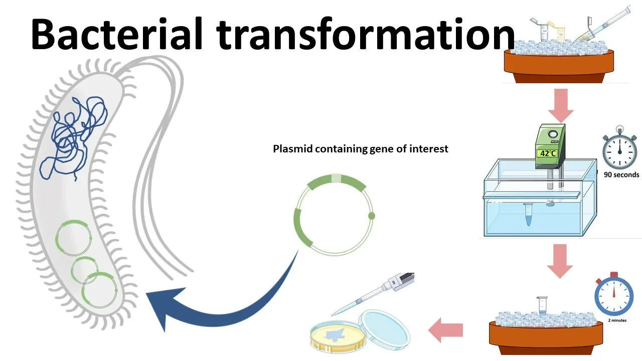 Bacterial transformation