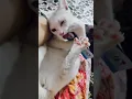 Download Lagu so busy 😂😂 #mueza #cute #catlover #shots #funwithmueza