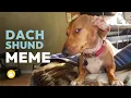 Dachshund Side Eye Meme - Suspicious Look Capping Dog Sus Dog