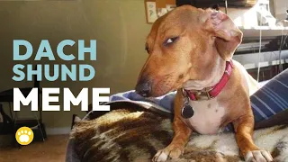 Dachshund Side Eye Meme - Suspicious Look Capping Dog Sus Dog