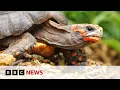 Tortoises have human-like feelings study finds BBC News