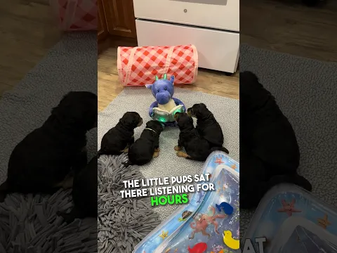 Cute Puppies Listen to a Bedtime Story 🥹❤️