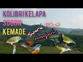 Download Lagu Suara Pikat Kolibri Kelapa Ribut Kombinasi Sogon Kemade Paling Ampuh