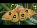 Download Lagu Aglia tau - the Tau Emperor - BREEDING VLOG! in MothCycles ft. Bart Coppens