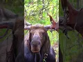 Download Lagu Ada apa dengan tanduk rusa ini #shots #wildlife