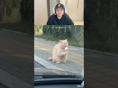 kucing lagi makan eskrim dikagetin
