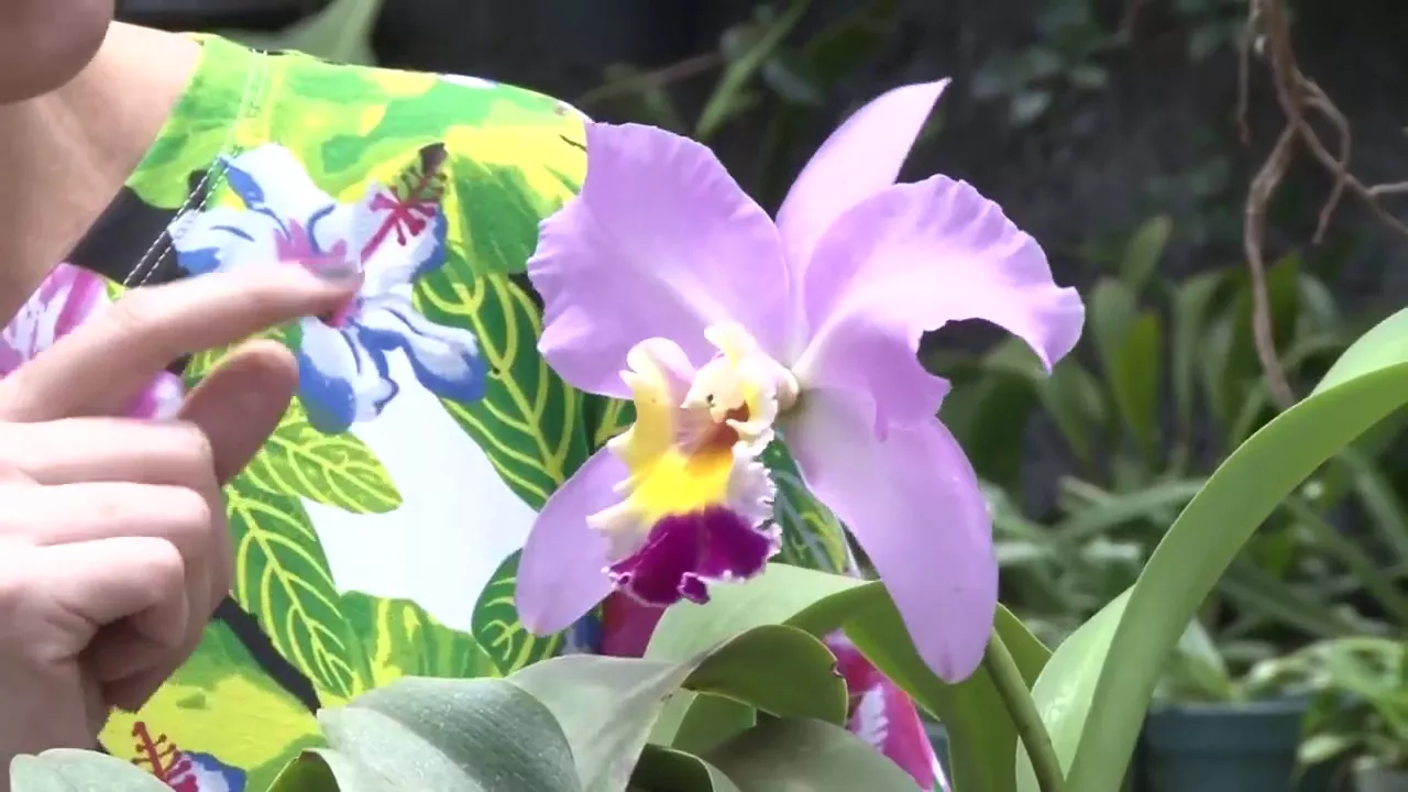 COMO IDENTIFICAR UMA FLOR DE ORQUÍDEA