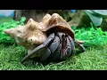 My Pets: Ladybug, Beetle, Grasshopper, Tarantula, Corn Snake, Kitten, Hermit crab, Quail, Fish