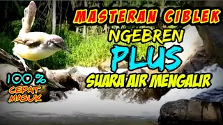 Download MASTERAN CIBLEK NGEBREN plus SUARA AIR MENGALIR sekaligus pancingan ciblek agar bunyi MP3