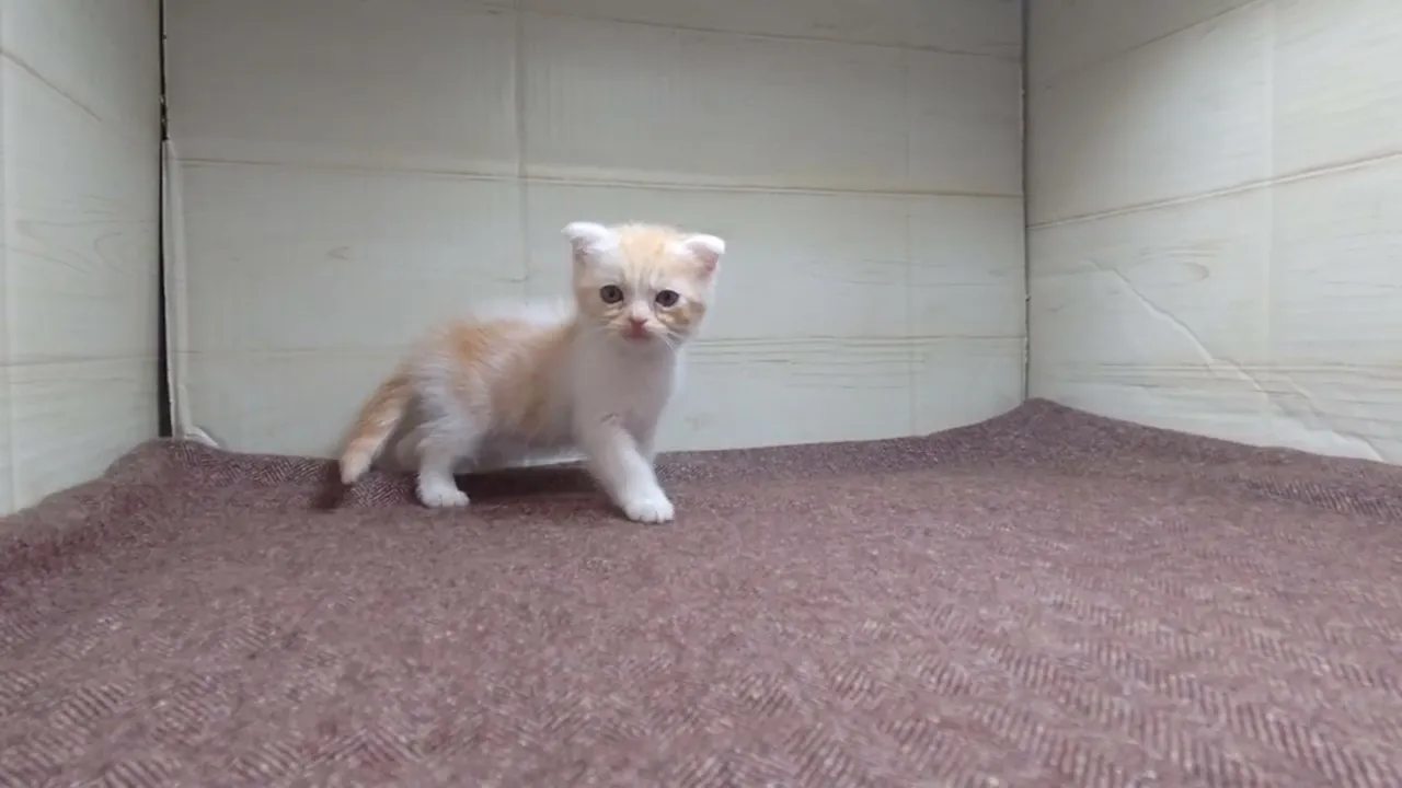 動画