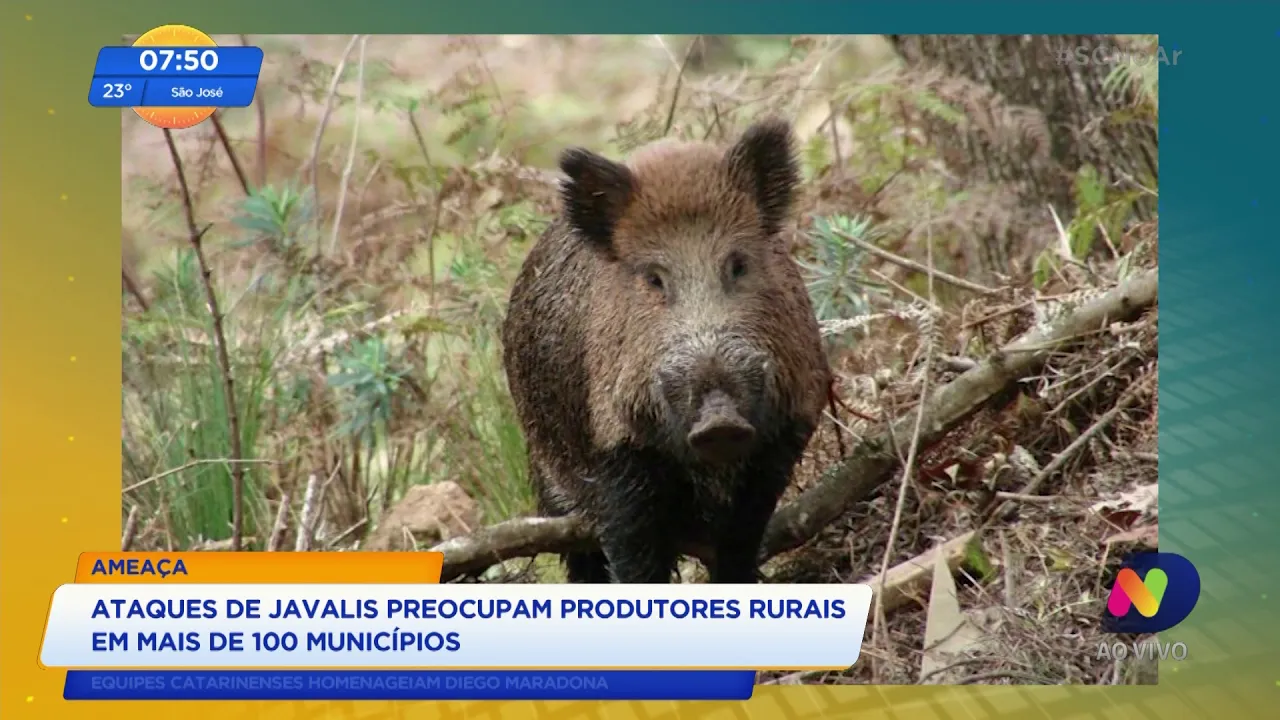 Ataques de javalis preocupam os produtores rurais de Santa Catarina