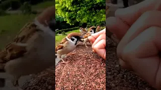 عصافير الدوري الجميله 