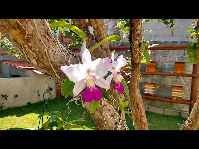 CULTIVO NATURAL DE ORQUÍDEAS EM ÁRVORES