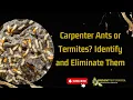 Carpenter Ants or Termites Key Signs to Identify and Eliminate