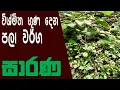 Download Lagu Healty Food Sinhala | Sarana | story eka